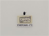 藏品(鞘翅目(1))的圖片